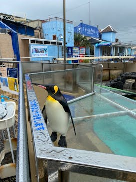 下田海中水族館に投稿された画像（2024/6/21）