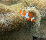 宮古島 ADVENTURE PiPi（ミヤコジマ アドベンチャー ピピ）に投稿された画像（2024/6/21）