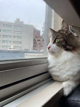 猫カフェモカ　池袋東口店に投稿された画像（2024/6/21）