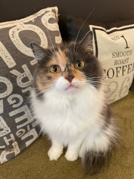 猫カフェモカ　池袋東口店に投稿された画像（2024/6/21）