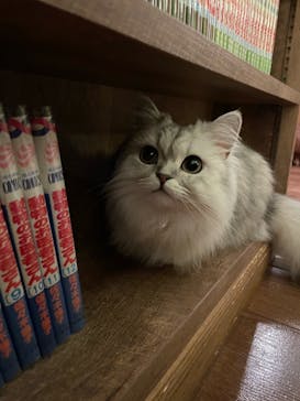 猫カフェモカ　池袋東口店に投稿された画像（2024/6/21）