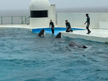 鴨川シーワールドに投稿された画像（2024/6/21）