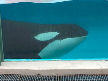 鴨川シーワールドに投稿された画像（2024/6/21）