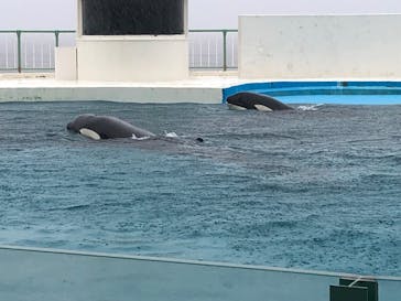 鴨川シーワールドに投稿された画像（2024/6/21）