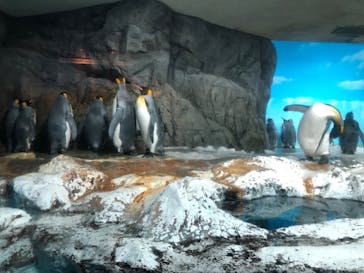 鴨川シーワールドに投稿された画像（2024/6/21）