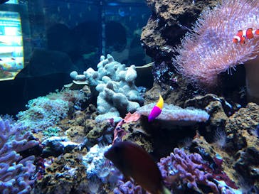 鴨川シーワールドに投稿された画像（2024/6/21）