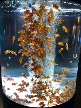 鴨川シーワールドに投稿された画像（2024/6/21）