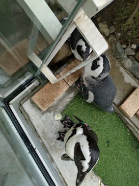 マリンワールド海の中道に投稿された画像（2024/6/21）