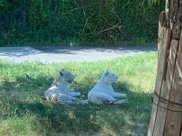 群馬サファリパークに投稿された画像（2024/6/21）