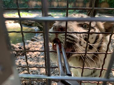 群馬サファリパークに投稿された画像（2024/6/21）