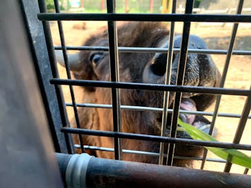 群馬サファリパークに投稿された画像（2024/6/21）