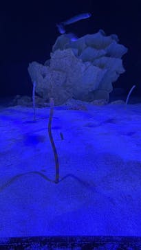 竹島水族館に投稿された画像（2024/6/21）