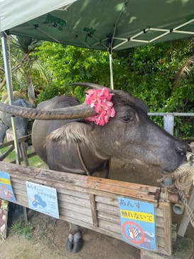 西表島 ADVENTURE PiPi（アドベンチャーピピ）に投稿された画像（2024/6/21）