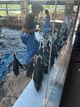 京都水族館に投稿された画像（2024/6/21）