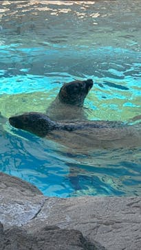 京都水族館に投稿された画像（2024/6/21）