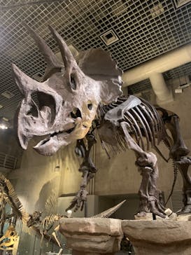 国立科学博物館に投稿された画像（2024/6/21）