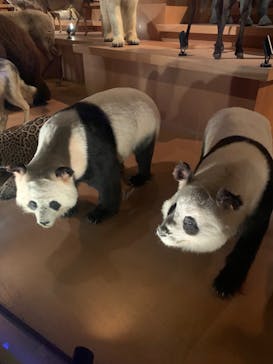 国立科学博物館に投稿された画像（2024/6/21）