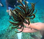 西表島 ADVENTURE PiPi（アドベンチャーピピ）に投稿された画像（2024/6/21）