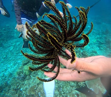 西表島 ADVENTURE PiPi（アドベンチャーピピ）に投稿された画像（2024/6/21）