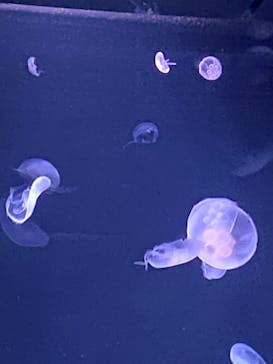 サンシャイン水族館に投稿された画像（2024/6/21）