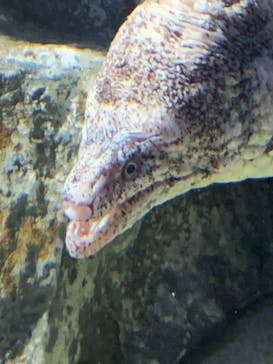 サンシャイン水族館に投稿された画像（2024/6/21）