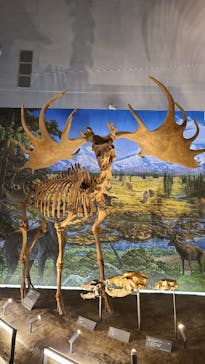福井県立恐竜博物館に投稿された画像（2024/6/21）