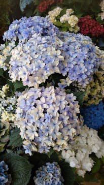 レオマリゾートに投稿された画像（2024/6/21）