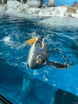 鴨川シーワールドに投稿された画像（2024/6/22）