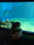 アクアワールド茨城県大洗水族館に投稿された画像（2024/6/22）
