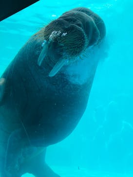 鴨川シーワールドに投稿された画像（2024/6/22）