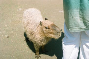 伊豆シャボテン動物公園に投稿された画像（2024/6/22）