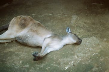 伊豆シャボテン動物公園に投稿された画像（2024/6/22）