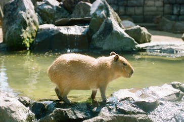 伊豆シャボテン動物公園に投稿された画像（2024/6/22）