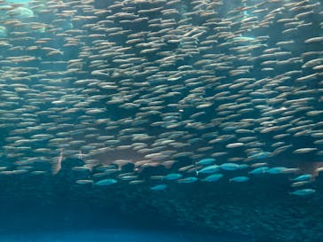 名古屋港水族館に投稿された画像（2024/6/22）