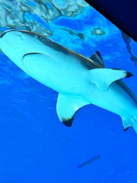 アクアワールド茨城県大洗水族館に投稿された画像（2024/6/22）
