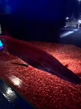 アクアワールド茨城県大洗水族館に投稿された画像（2024/6/22）