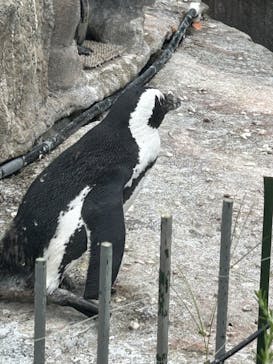 サンシャイン水族館に投稿された画像（2024/6/22）
