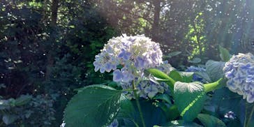 横浜イングリッシュガーデンに投稿された画像（2024/6/22）