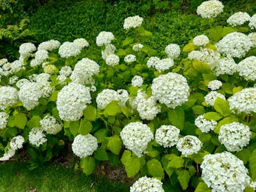 万博記念公園に投稿された画像（2024/6/22）