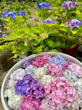 万博記念公園に投稿された画像（2024/6/22）