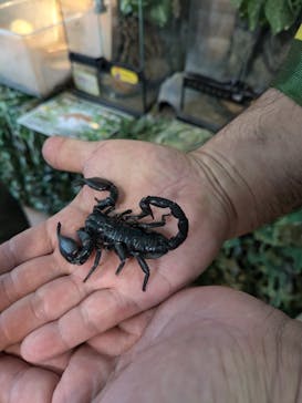 いきもの探検隊上尾に投稿された画像（2024/6/22）