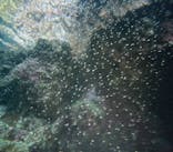 沖縄マリンサービス碧に投稿された画像（2024/6/22）