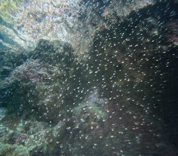 沖縄マリンサービス碧に投稿された画像（2024/6/22）