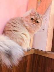 猫カフェモカ イオンモール大日店に投稿された画像（2024/6/22）