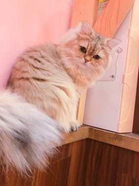 猫カフェモカ イオンモール大日店に投稿された画像（2024/6/22）