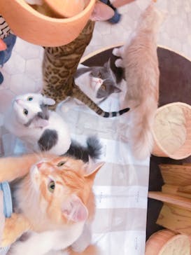 猫カフェモカ イオンモール大日店に投稿された画像（2024/6/22）