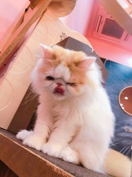 猫カフェモカ イオンモール大日店に投稿された画像（2024/6/22）