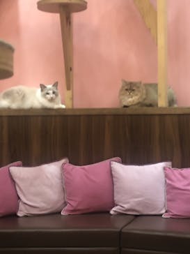 猫カフェモカ イオンモール大日店に投稿された画像（2024/6/22）