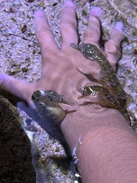 ゼロ距離水族館 伊勢シーパラダイスに投稿された画像（2024/6/22）