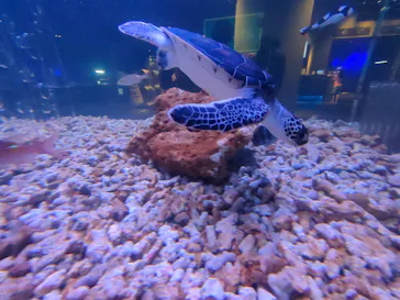 すみだ水族館に投稿された画像（2024/6/22）